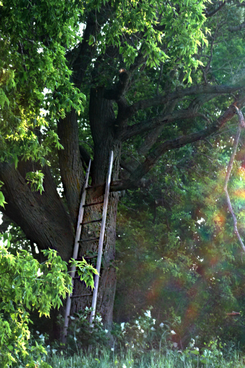 walking-geema: morning sun through the tree