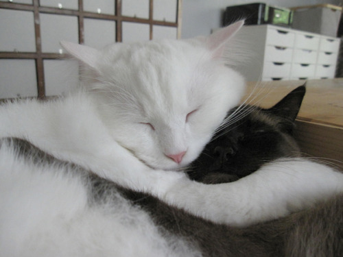 anarkitteh: thesmallobject: We adopted Charlie and Oscar at the same time and it makes us so happy t