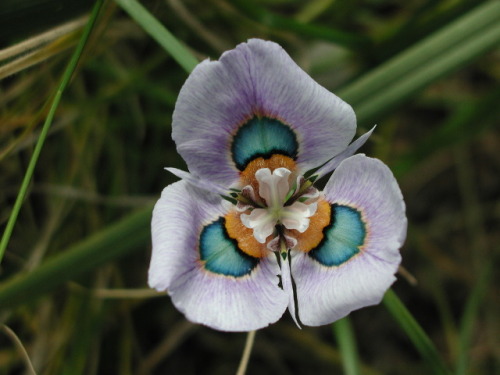 Moraea villosa