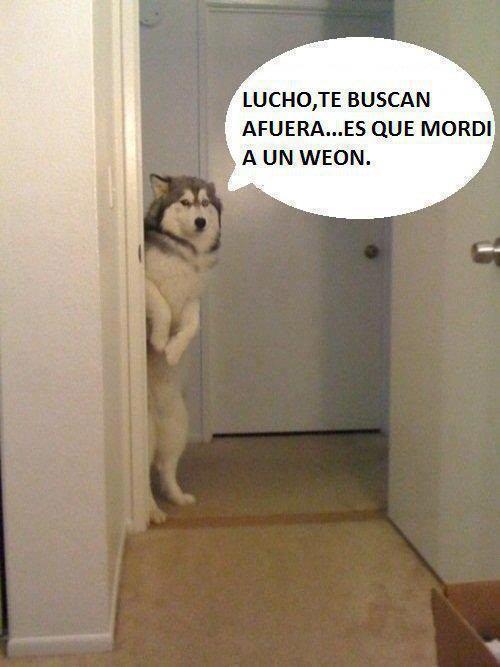 elnickoo:  jjajajajja luchooooo