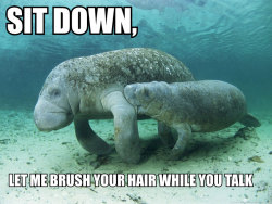 gogettergirl:  temptmetobelieve:  thenjw:  spurious:  candyheilman:  “Calming Manatee” is the single most greatest thing on the internet.I was sad this morning &amp; all I needed was a few encouraging words from manatees.  ummmmm this is amazing 