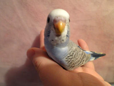 artricahearts:  as promised, pictures of my budgies. :33 We had three to begin with, then they had babies. lots and lots of babies!! (8 in total) 