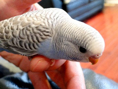 artricahearts:  as promised, pictures of my budgies. :33 We had three to begin with, then they had babies. lots and lots of babies!! (8 in total) 