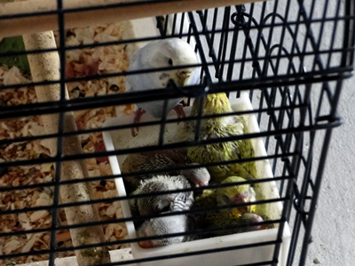 artricahearts:  as promised, pictures of my budgies. :33 We had three to begin with, then they had babies. lots and lots of babies!! (8 in total) 