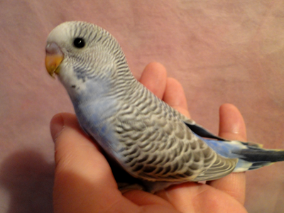 artricahearts:  as promised, pictures of my budgies. :33 We had three to begin with, then they had babies. lots and lots of babies!! (8 in total) 