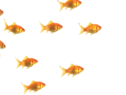 lilac-w-i-n-e:  klasse:  purebeachboho:  numbbfingers:  ITS TRANSPARENT PUT IT ON YOUR BLOGS  awww  reblog this everytime i see it, its so cool  MOTHERFUCKING GOLDFISH SWIMMING ON MY BLOG I AM NOT READY FOR THIS SHIT I SHOULD GO TO SLEEP 