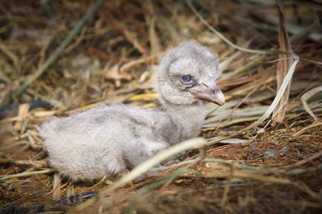 fyeahshoebills:  Photos of a Shoebill baby being born at Lowry Park Zoo. Photos found