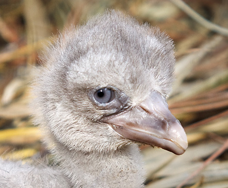 fyeahshoebills:  Photos of a Shoebill baby being born at Lowry Park Zoo. Photos found