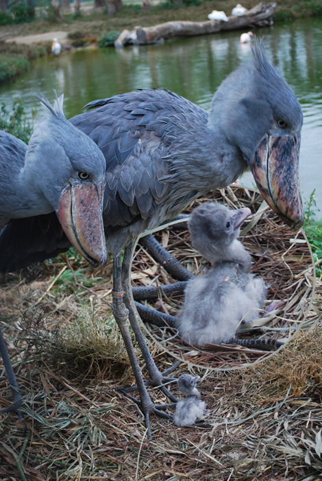 fyeahshoebills:  Photos of a Shoebill baby being born at Lowry Park Zoo. Photos found