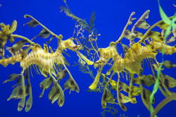 worldlyanimals:  Leafy Sea Dragons (jeremyvillasis) 