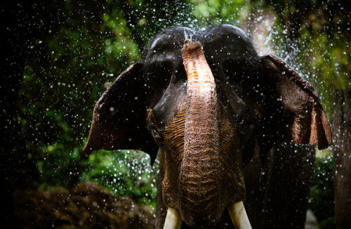 tropical-elephant: ❊
