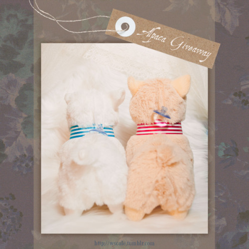 wscale:  It’s give away time! I got these cuties from a dealer at an anime convention; They’re not Alpacasso, but they’re still pretty cute, aren’t they? This give away is for both Alpacas (white and orange). Here are the rules: Reblog once per