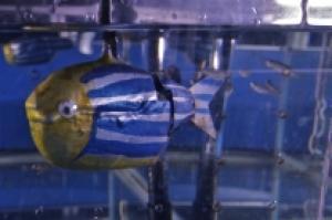 Engineered Robot Interacts With Live Fish 