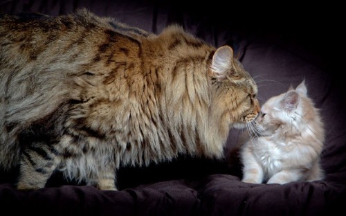  Top: Natalie Chettle lifts her mother’s Maine coon cat Rupert over her head. Nearly three years old, Rupert is already three times bigger than the average domestic cat and is expected to gain another 5kg in the next few years… (source) Bottom: …Giant