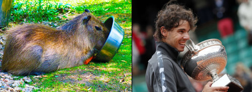 champion capybara