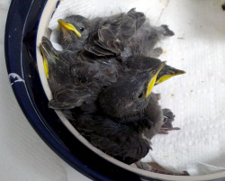 Check out these rescued baby Starlings!  I have been volunteering at the Wild Bird Fund, which is a really incredible rescue and rehabilitation center for New York City&rsquo;s wild, feathery friends! I&rsquo;m only a beginner, so I&rsquo;m mostly on