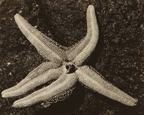 flasd:Edward Weston, ca. 1935