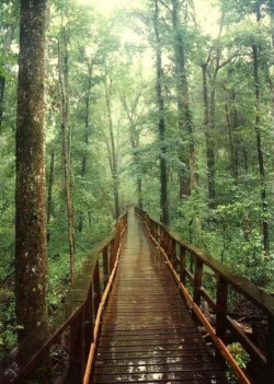 belovedgaia:  - plants - nature -