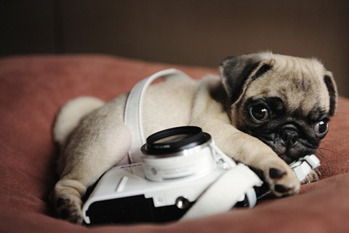 jessieblush:  Alll I need now is a pug lmfao. 