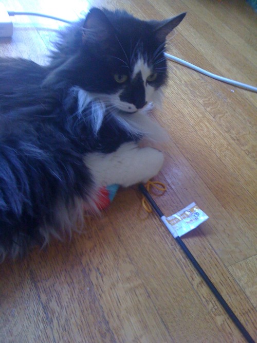 Romana hanging out on the floor with a recently conquered toy.You can see patches missing from her f