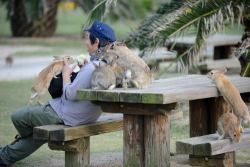 newtealeaf:  tangarang:  wienermeister:  foggypebble:  Ōkunoshima, aka “Rabbit Island”, aka heaven  first cat island now bunny island does japan just have islands for every adorable animal is there a puppy island or a hamster island i have to know