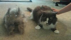 starksicles:  we brushed a cat out of my