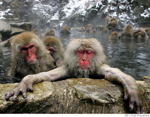 Snow monkeys jigokudani