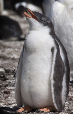 waddles-and-flippers:  Baby gentoo penguin