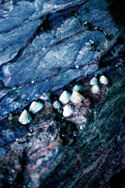 European limpet - Patella vulgata