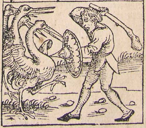 Nuremberg chronicles - Strange People - Pygmy (fighting their arch nemesis, cranes) (XIIr)Illustrati