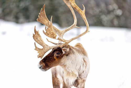 Rain Deer (by VLADIMIR NAUMOFF)