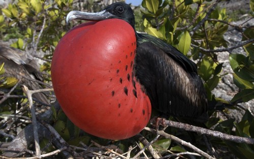 A Magnificent Frigatebird (Fregata magnificens) male inflates its neck pouch to attract a mate. Picture: Mark Carwardine / Nature Picture Library / Rex Features