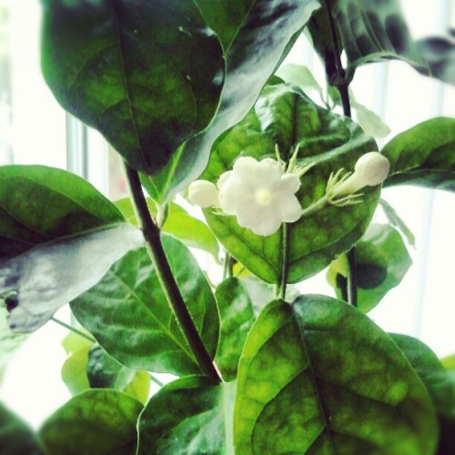 My jasmin plant is blooming up a sweet smelling storm :) (Taken with Instagram)