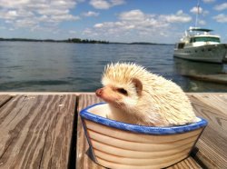 kokopenguin:  Luxury hedgehog has his own