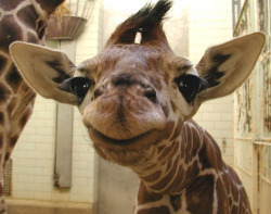 amaz4yn:  ori-ginality:  kissesandwhores:  bluesirens:  bluesirens:  i showed this image to like everyone today just look at this giraffe omg if you’re ever unhappy, just look at it    i only posted it today:’)  omg its so cute, this is my new