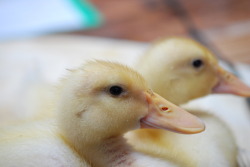 fat-birds:  zumia:  So these are my two baby ducks; Edwin and Webster. They are probably the weirdest ducks I know… They HATE water but LOVE Pokemon. They will not touch or even go near water but to drink. I have tried cool water, warm water, shallow