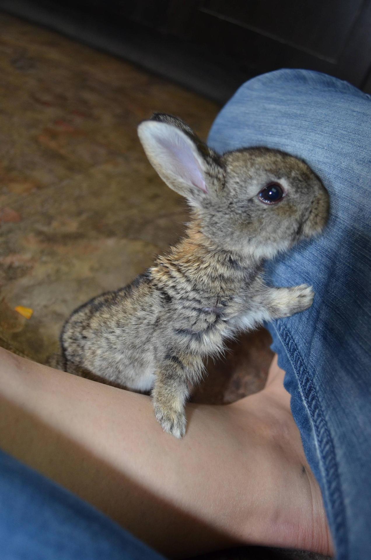 YOU PET THAT BUNNY RIGHT NOW!
Photo/caption via Imgur