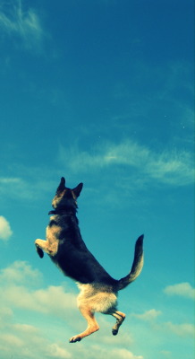 sweetlittleswagger:  My German Shepherd Koda Bear, can fly :)