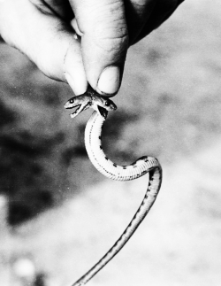 Two Headed venomous baby Tiger Snake, 1974