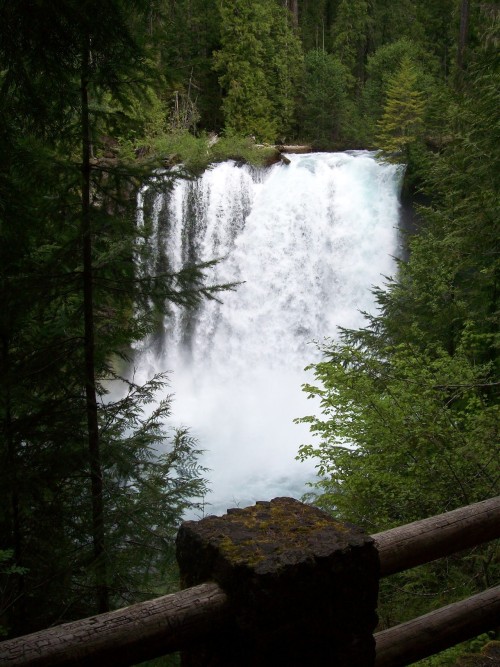 My favorite pictures from my hike last weekend. Sahalie Falls Koosah Falls McKenzie River (rapids) T