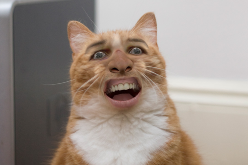 reallyepicdork:  omg 