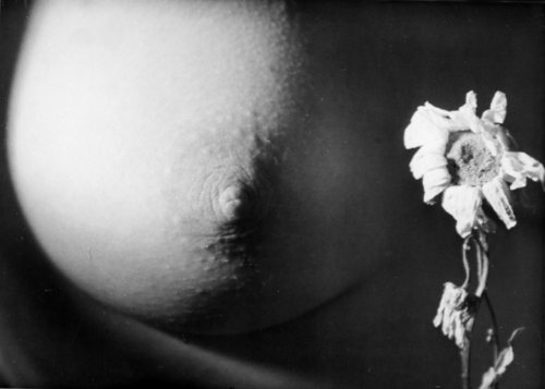 firsttimeuser: Nude with flower, 1950s by Wally Elenbaas