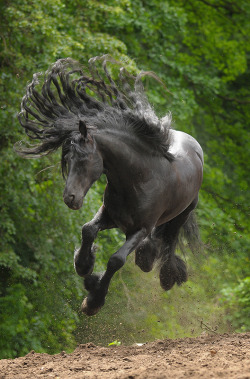 belleatelier:  Jumping for joy magicalnaturetour: