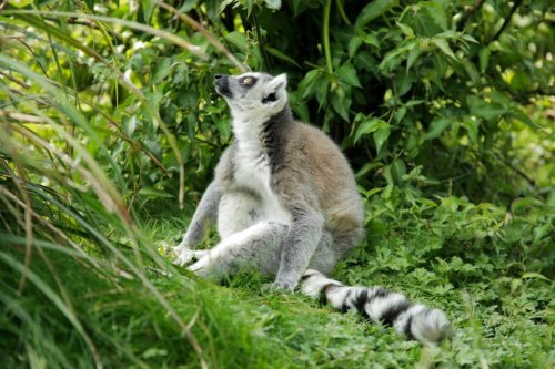 Lemur.
By Rowan Davis.