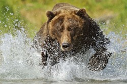 Theanimalblog:  A Grizzly Bear (Ursus Arctus Horriblus) Fishes For Salmon In The