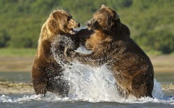 Theanimalblog:  Grizzly Bears (Ursus Arctus Horriblus) Fighting Over A Fish, Katmai,