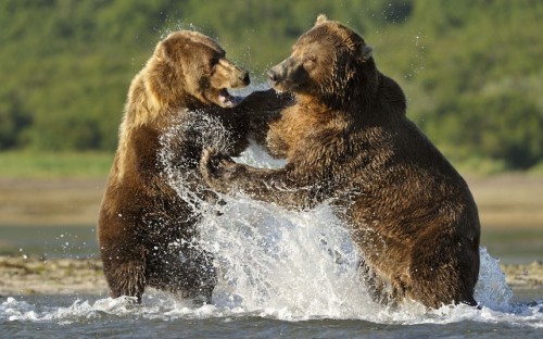 Porn theanimalblog:  Grizzly bears (Ursus arctus photos