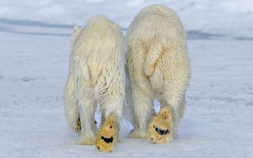 Two polar bears walk together in Svalbard, Norway. Picture: Andy Rouse / Rex Features