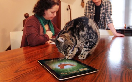 Owner Anne Druais and Martin Christmas watch as pet cat Tiger Lily plays with a pet-friendly iPad app in Sydney. According to Anne, Tiger Lily will play on the iPad for 10-15 minutes at a time, and she believes it is a great source of stimulation....