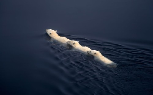 inothernews:  FLOAT ON   Polar bears are seen atop and swimming away from an Arctic ice floe off of Svalbard, Norway.  (Photo: Dennis Bromage / Barcroft Media via The Telegraph) 
